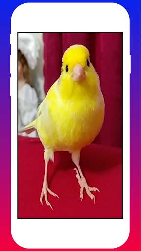 Canary Birds HD Wallpapers screenshot 2