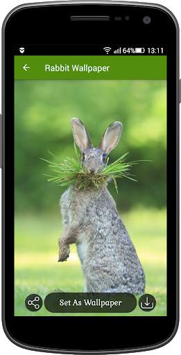 Rabbit Wallpaper screenshot 4