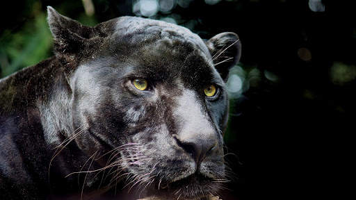 Panther Wallpapers: backgrounds hd screenshot 24
