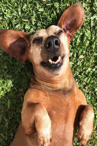 Funny animal videos 2020 🤣 screenshot 1