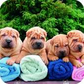 Shar Pei Wallpaper icon