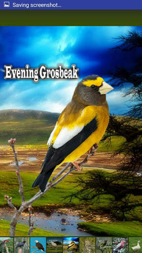 Bird Sounds screenshot 9