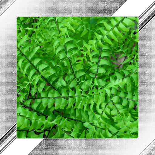Fern Photo Frames icon