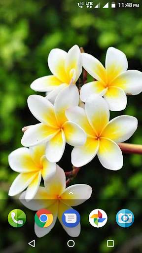 Plumeria Wallpaper screenshot 3