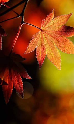 Magic Leaf Live Wallpaper screenshot 2