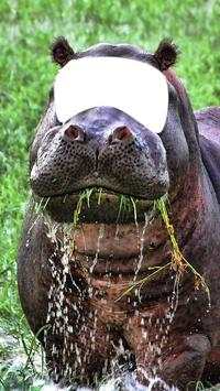 Animal Face Photo Camera screenshot 8