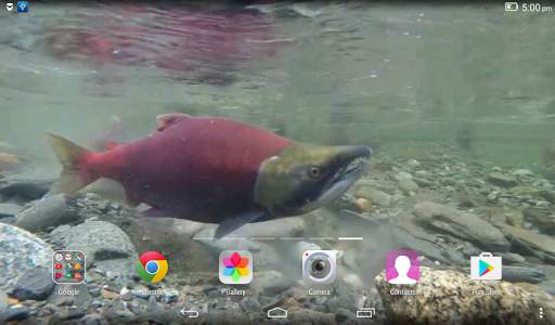 Fish Live Wallpaper screenshot 4