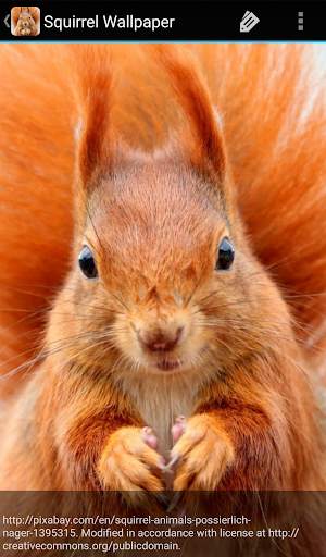 Squirrel Wallpaper screenshot 7