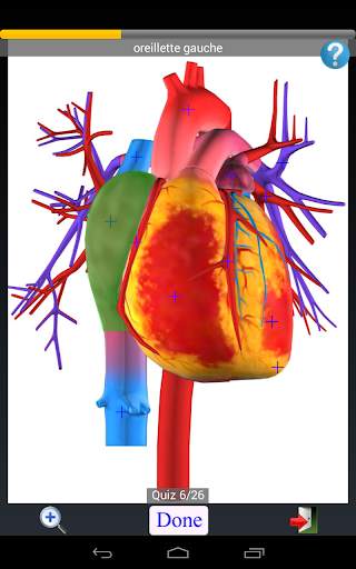 Anatomy Quiz screenshot 12