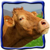 Animals Sound icon