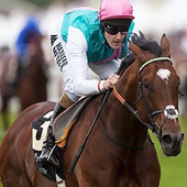 Horse Racing icon