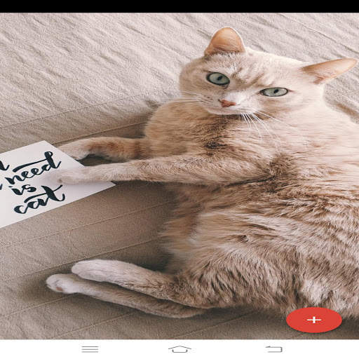 cat wallpapers 4k HD wallpapers for cat lovers screenshot 5