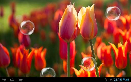 Tulips live wallpaper screenshot 7