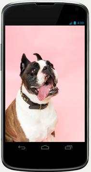Pet Dog wallpapper 1 تصوير الشاشة
