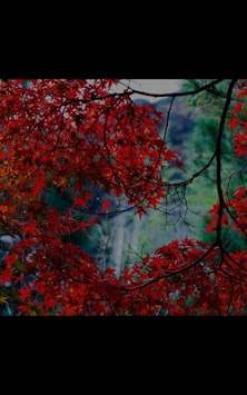 Leaf Fall live wallpaper screenshot 7