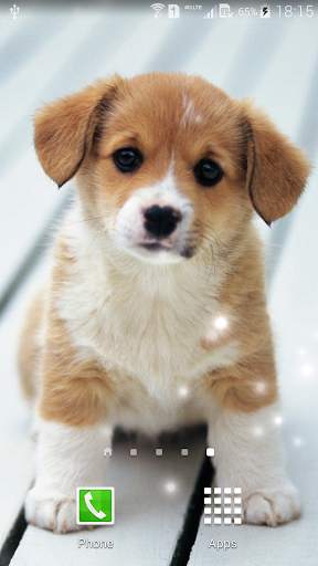 Puppies Live Wallpaper screenshot 1