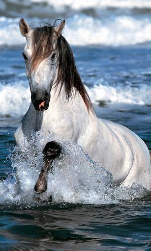 Horses Live Wallpaper (wallpapers & backgrounds) screenshot 3