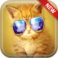 Cat Wallpapers