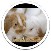 Photo Box Bunny Live Wallpaper icon