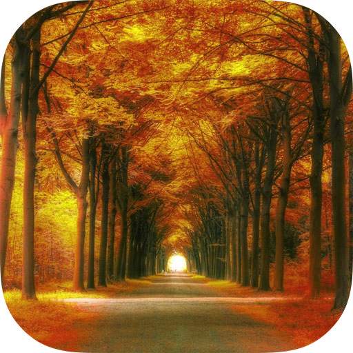 Forest HD Backgrounds 1.0.6