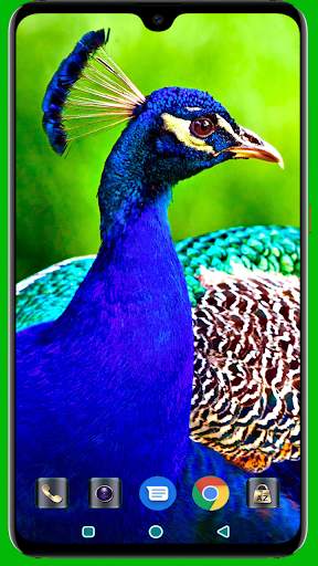 Peacock HD Wallpaper 4K Latest screenshot 2