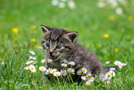 Cat HD Wallpaper 😻😻 screenshot 9