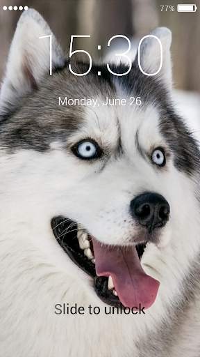 Husky Lock Screen 3 تصوير الشاشة