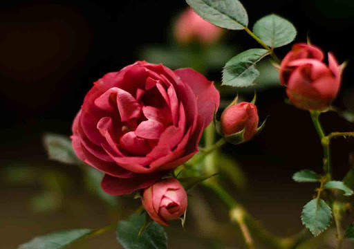 Flowers Wallpapers HD 2021 screenshot 3