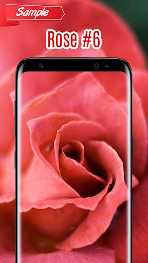Rose Wallpaper screenshot 7