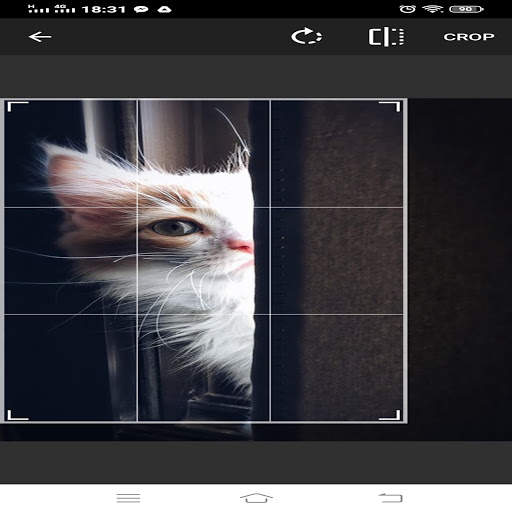 cat wallpapers 4k HD wallpapers for cat lovers screenshot 6