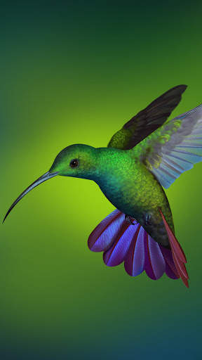 Bird Wallpaper 4K screenshot 14