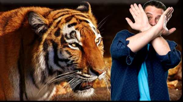 Animal Photo Frame 1 تصوير الشاشة