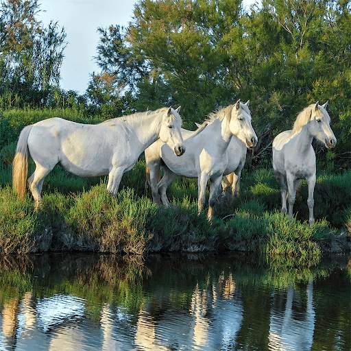 Horses Jigsaw Puzzle Games screenshot 5