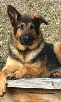 German Shepards Wallpapers screenshot 1