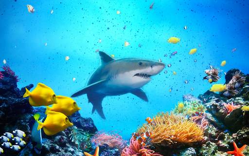 The Shark screenshot 18