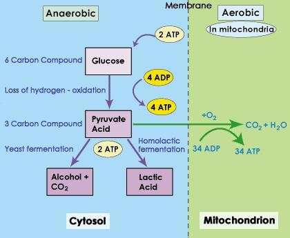 Carbohydrate Metabolism скриншот 1