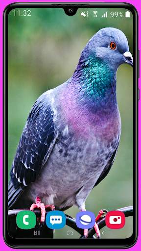 Pigeon Wallpaper Best HD screenshot 1