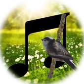 Nature Player 1.5.1