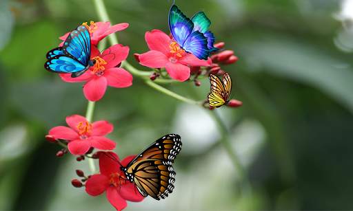 3D Butterfly Live Wallpaper screenshot 5