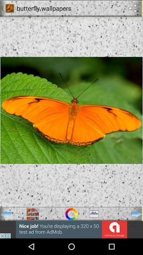 Butterfly Wallpapers screenshot 2