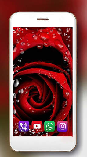 Red Roses Dew Live Wallpaper screenshot 2
