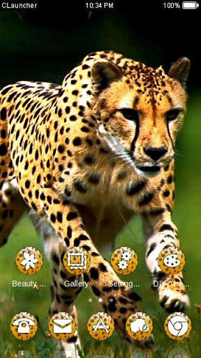 Wild Cheetah  Animal Theme HD screenshot 4