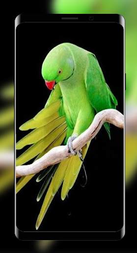 Wallpapers Love Bird Beutiful Best 4K screenshot 1