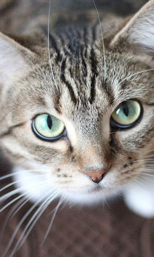 Sassy Cat Live Wallpaper screenshot 1