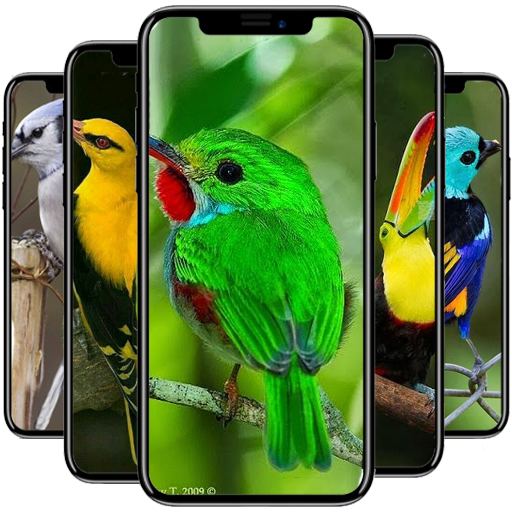 Bird Wallpaper icon