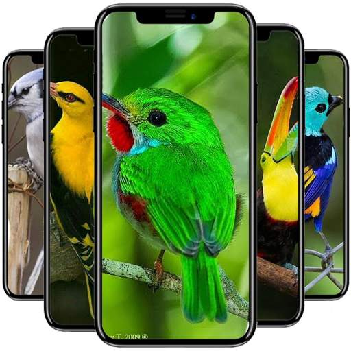 Bird Wallpaper 1.0