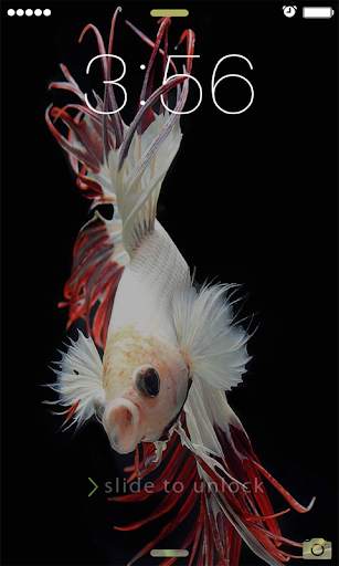 Betta Fish Wallpapers 2021 screenshot 2