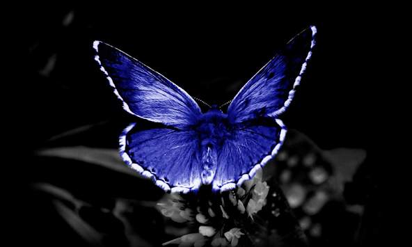 Butterfly 3d Wallpapers screenshot 4