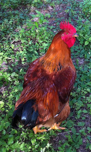 Cock Wallpaper screenshot 2