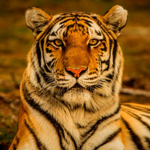 Tiger Sounds icon